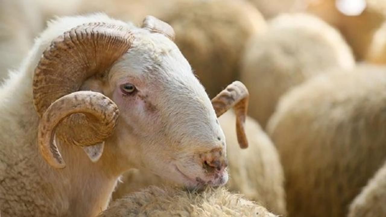 2026 Kurbanlık Fiyatları Açıklandı! İl İl Büyükbaş ve Küçükbaş Güncel Fiyat Listesi
