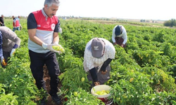 Adıyaman’da Biber Hasadı Başladı