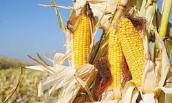 Agroconsult: Brezilya’nın İkinci Mısır Hasadı %9,5 Düşecek