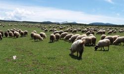 Çiftçiye 1,35 Milyar TL Tarımsal Destek Ödemesi Hesaplarda