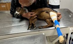 Muğla Büyükşehir Belediyesi Bacağı Kırılan Oğlağı Tedavi Etti