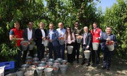 Türkiye Şeftali İhracatında Yüzde 347'lik Rekor Artış Yakaladı