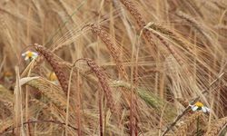 Albacete Tarım Borsası'nda Arpa Fiyatı 189 Euroya Çıktı