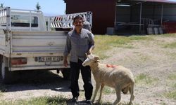 Eskişehir Büyükşehir Belediyesi Alpu’da Damızlık Koç Dağıttı