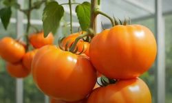 Florida Üniversitesi, A vitamini zengini domates geliştirdi