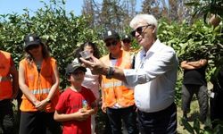 LÖSEV Seferihisar'da Biyolojik Mücadeleyle Mandalina Üretiyor