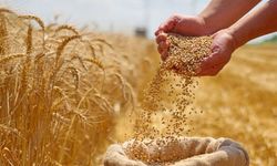 Rusya Tahıl ve Gıda Ticaretinde Etkisini Artırıyor