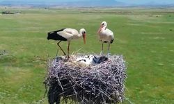 Dicle Elektrik Şırnak'ta göçmen kuşlar için yuva kurdu