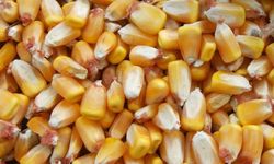 Oman Flour Mills 30 Bin Ton Mısır Alımı İçin İhaleye Çıkıyor