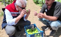Tekirdağ'da telli terbiye sistemli incir bahçesinde ilk ilekleme yapıldı