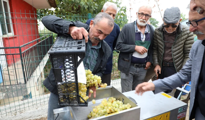 İnegöl Belediyesi’nden Çiftçiye Üzüm Hasadını Kolaylaştıran Destek
