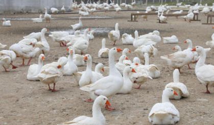 Ordu’da kaz yetiştiriciliği büyüyor