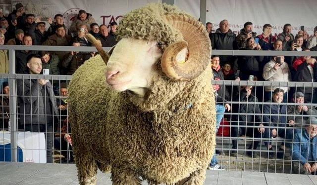 Bandırma’da damızlık koç 1,11 milyon TL’ye satıldı