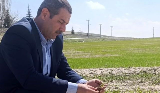 Akbulut: Cihanbeyli’de yağışlar verimi olumlu etkiledi