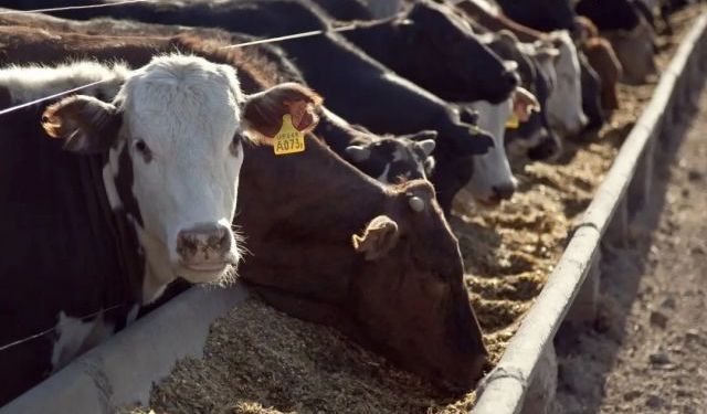 Doğu Anadolu’da hayvancılık yatırımlarına kapsamlı destek paketi