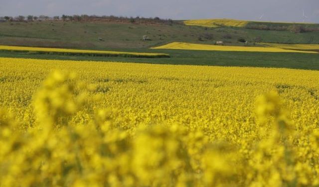 Edirne’de Kanola Verimi 341 Kilograma Yükseldi