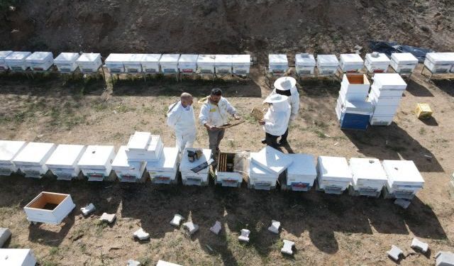 Elazığ’da Arıcılıkta İlkbahar Bakım Eğitimi Verildi