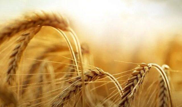 Küresel buğday piyasasında fiyat farkı dikkat çekti