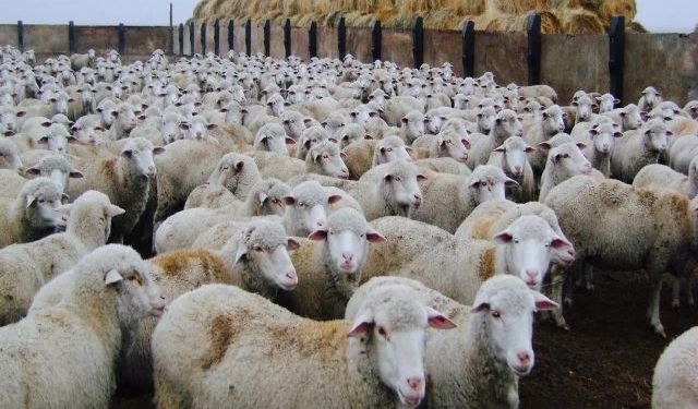 Osman Türkman: Toklu Fiyatları 270 TL’ye Ulaştı