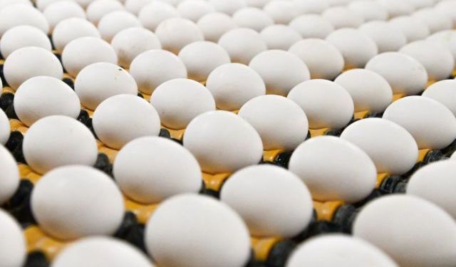 TÜİK: Türkiye’de Tavuk Yumurtası Üretimi Şubatta %17,6 Arttı