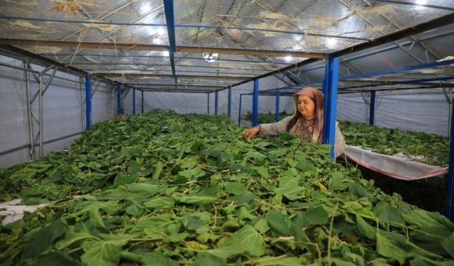 Muğla’da Üretici Kadın Meclisi pilotu Ortaca’da başladı