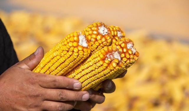 Rusya Tahıl Birliği: Türkiye’ye mısır ihracatı 6,5 kat arttı