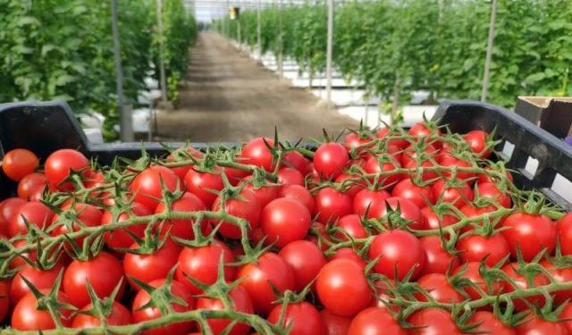 Mayıs ayında domates arzı azaldı fiyatı uçtu