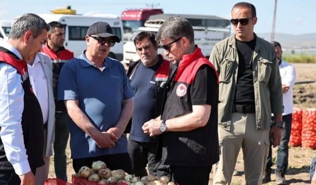 Amasya Oluz Köyü'nde sezonun ilk soğan hasadı gerçekleştirildi