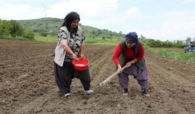Samsun'da Ladik Fasulyesi İçin Sözleşmeli Tarım Başladı