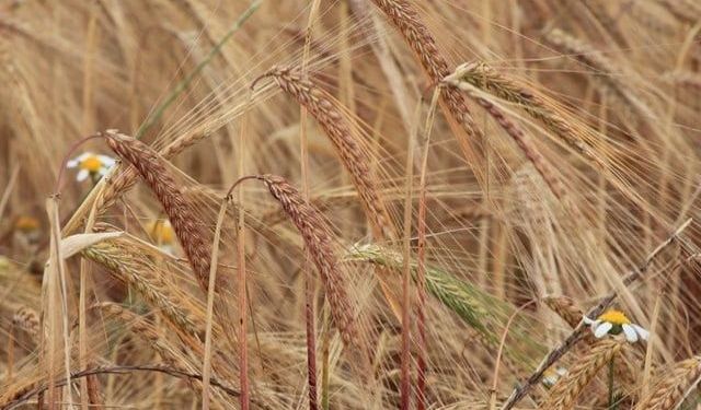 Albacete Tarım Borsası'nda Arpa Fiyatı 189 Euroya Çıktı