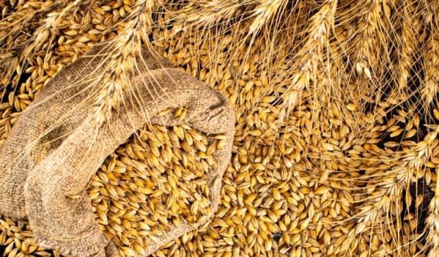 IKAR: Rusya'nın Buğday Rekoltesi Tahmini 91,5 Milyon Tona Çıktı