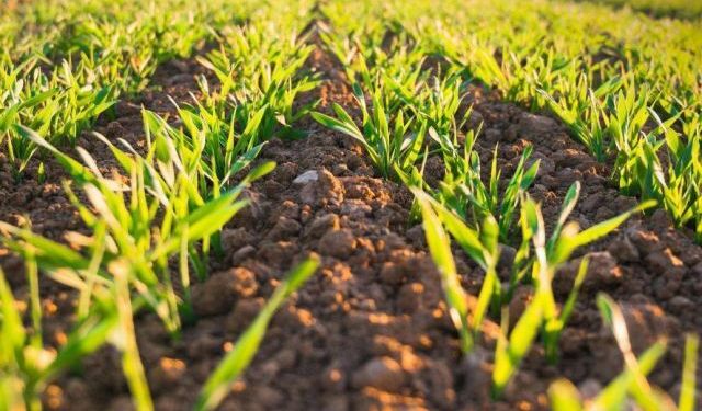 İspanya Tarımı Beş Yılda Değişti: Kışlık Tahıl Alanı %8 Daraldı