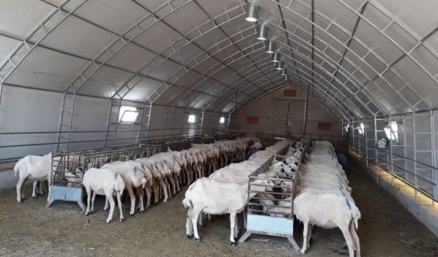 KOP Başkanı Karakoyunlu: Küçükbaş hayvan varlığı yüzde 58 arttı