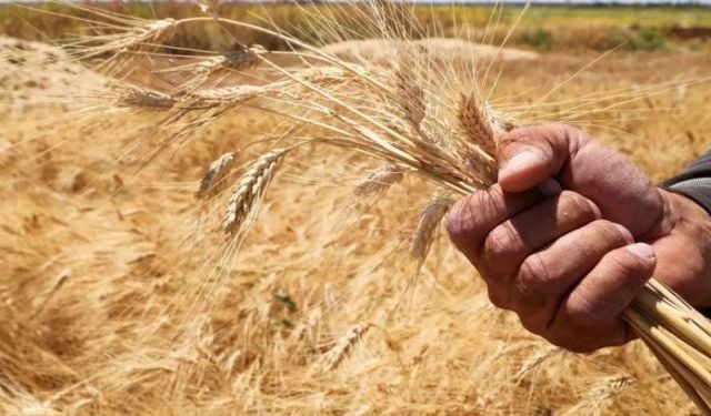 Suudi Arabistan'da buğday üretimi 1,3 milyon ton oldu