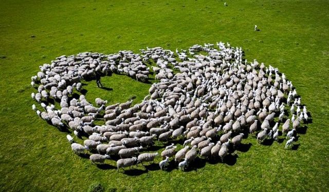 Tarım ve Orman Bakanlığı: Küçükbaş Destek sonuçları açıklandı