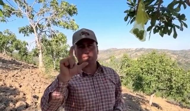 Dampınar Köyünden Nedim Yıldız: İlekleme Olmazsa İncirin %90'ı Kurur