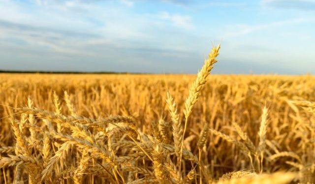 IKAR ve SovEcon Rusya'nın buğday ihracat tahminini düşürdü