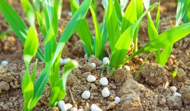 Meksika, çiftçilere ücretsiz gübre desteğinde rekor kırdı