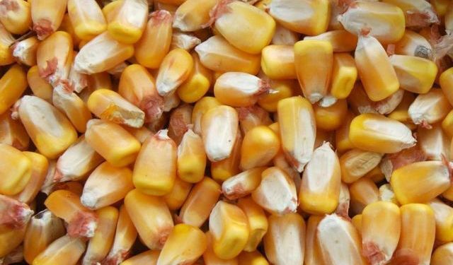 Oman Flour Mills 30 Bin Ton Mısır Alımı İçin İhaleye Çıkıyor