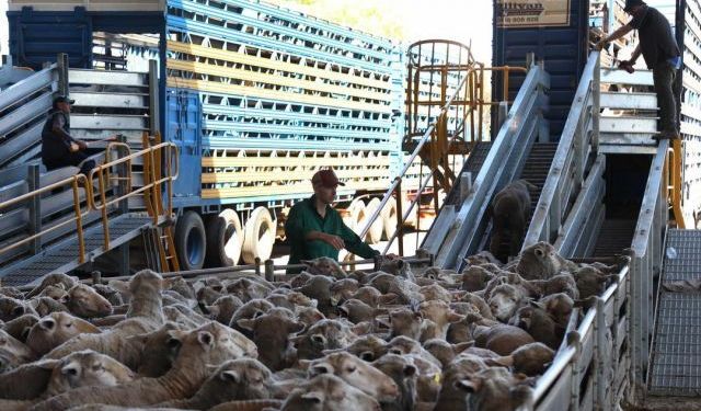 Paraguay, BAE'ye İlk Resmi Koyun Eti İhracatını Gerçekleştirdi