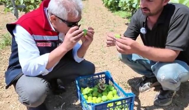Tekirdağ'da telli terbiye sistemli incir bahçesinde ilk ilekleme yapıldı