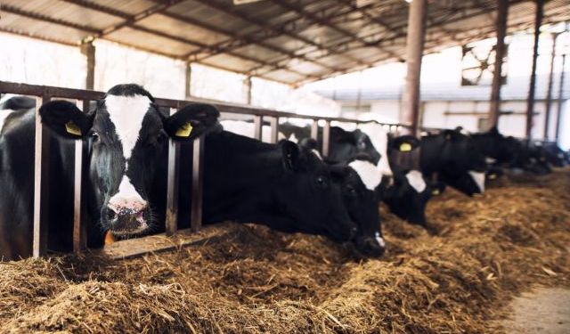 TÜİK: Mayısta toplanan inek sütü miktarı %2,3 arttı