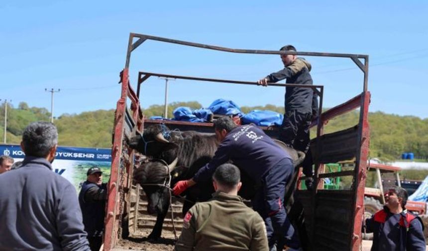 Kandıra’da damızlık manda dağıtımı yapıldı