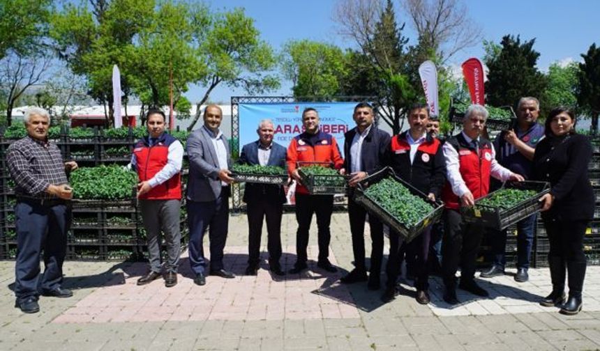 Maraş Biberi Üretimine Dev Destek: 650 Bin Fide Ücretsiz Verildi