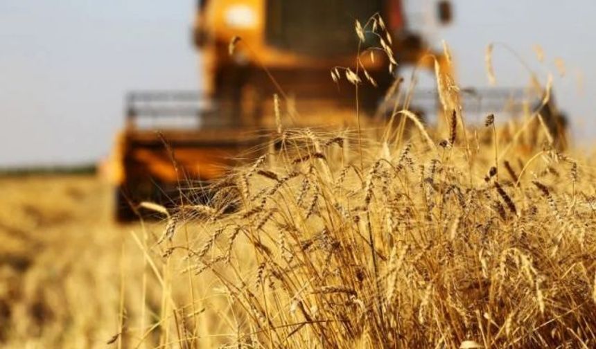 Rus Tarım Bakanlığı buğday, mısır ve arpa ihracat vergisini kaldırdı