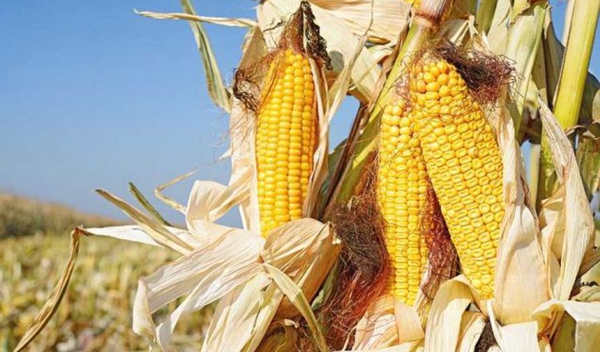 Agroconsult: Brezilya’nın İkinci Mısır Hasadı %9,5 Düşecek