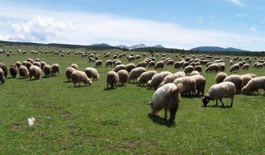 Çiftçiye 1,35 Milyar TL Tarımsal Destek Ödemesi Hesaplarda