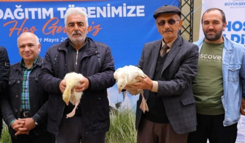 Samsun Büyükşehir Belediyesi Üreticilere Kaz Palazı Dağıttı