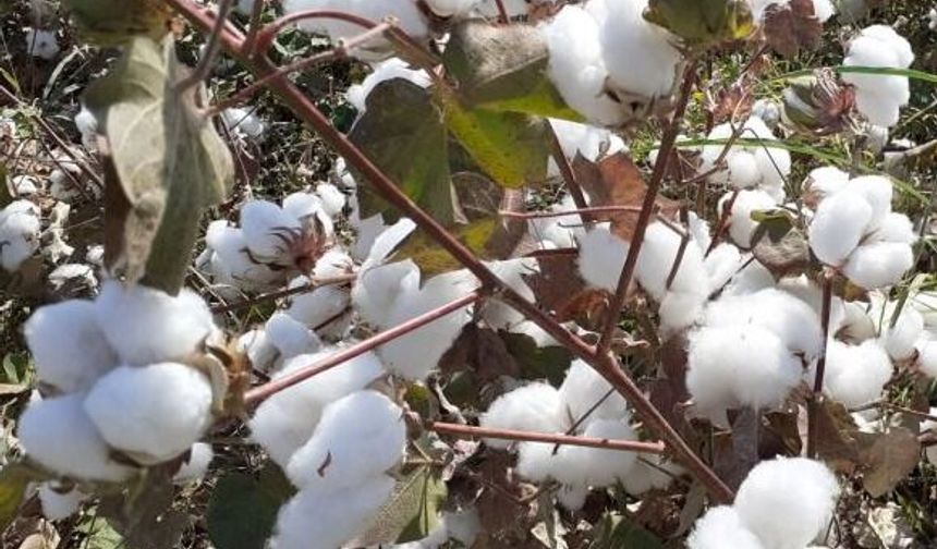 Tekstilin Beyaz Altınında Dev Keşif! Bilim İnsanları Pamuğun 7 Bin Yıllık Genetik Sırrını Çözdü
