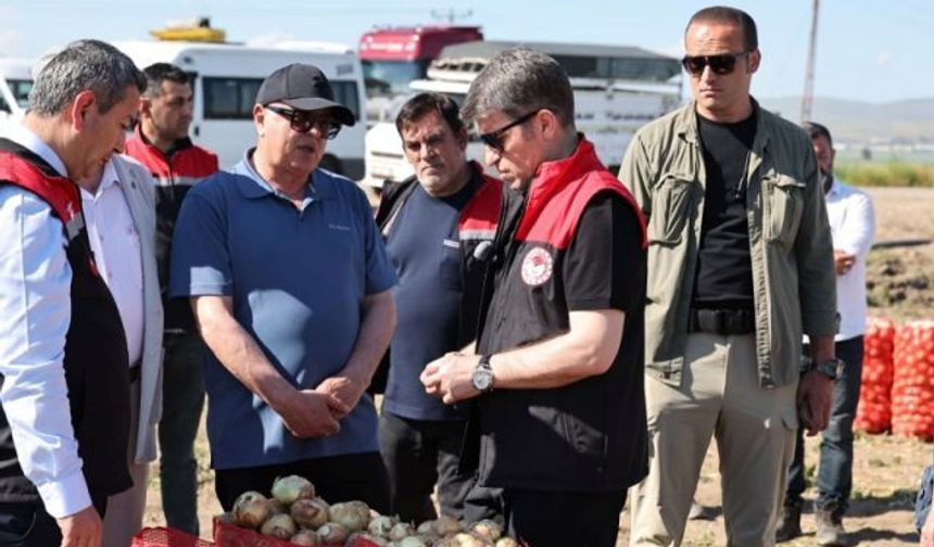 Amasya Oluz Köyü'nde sezonun ilk soğan hasadı gerçekleştirildi